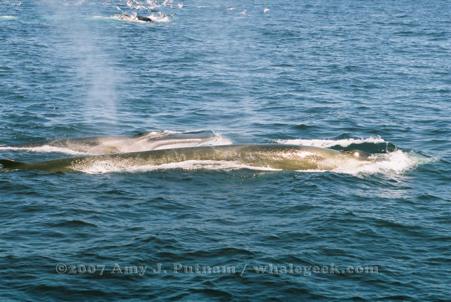 Foreground: two fin whales. Background: feeding humpback whale. Stellwagen Bank National Marine Sanctuary. 24 June 2007. From Provincetown MA on Captain Red (Portuguese Princess) with Provincetown Center for Coastal Studies.