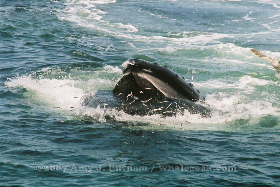 Check out all of the sand lance jumping for dear life to get out of this whale's mouth. Stellwagen Bank National Marine Sanctuary. 27 May 2007. From Provincetown MA on Portuguese Princess with Provincetown Center for Coastal Studies.  Morning trip.