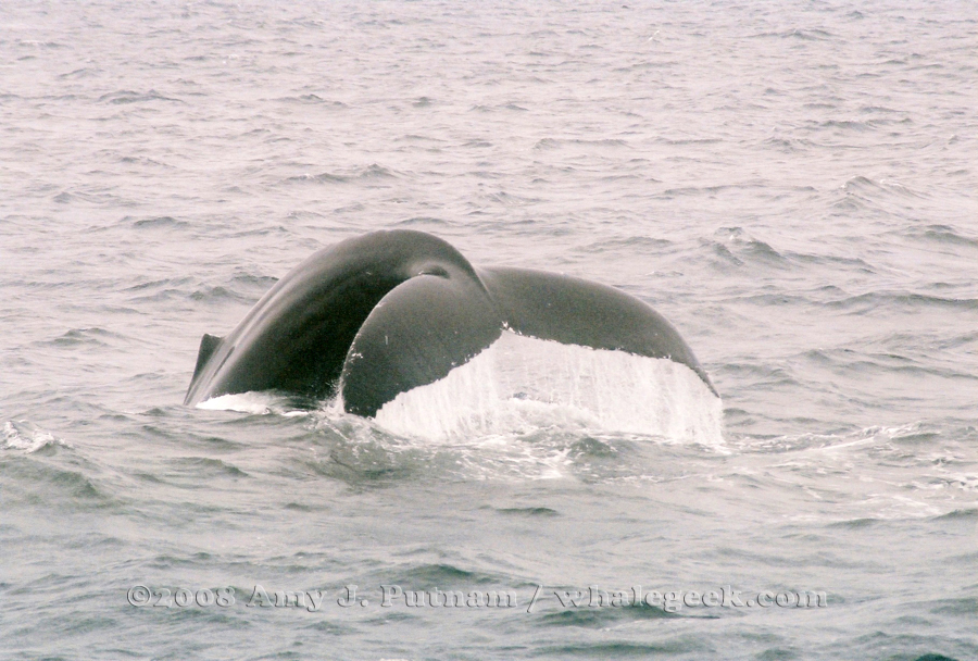 Hancock. Stellwagen Bank National Marine Sanctuary. 3 May 2008. From Gloucester MA on Capt Bill and Sons with The Whale Center of New England.