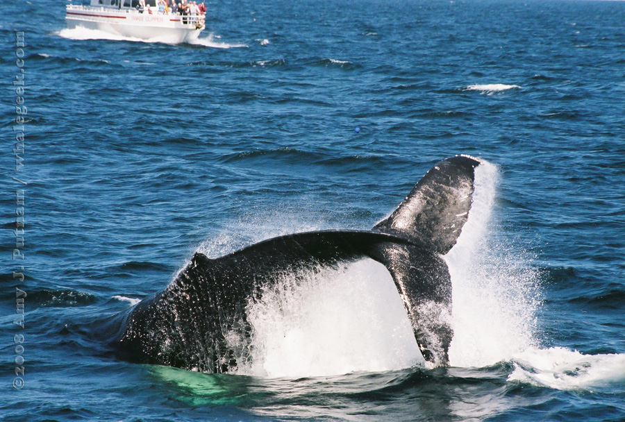 Tail breaching by Safari. Stellwagen Bank National Marine Sanctuary. 20 August 2008. On Capt. Bill and Sons from Gloucester MA.