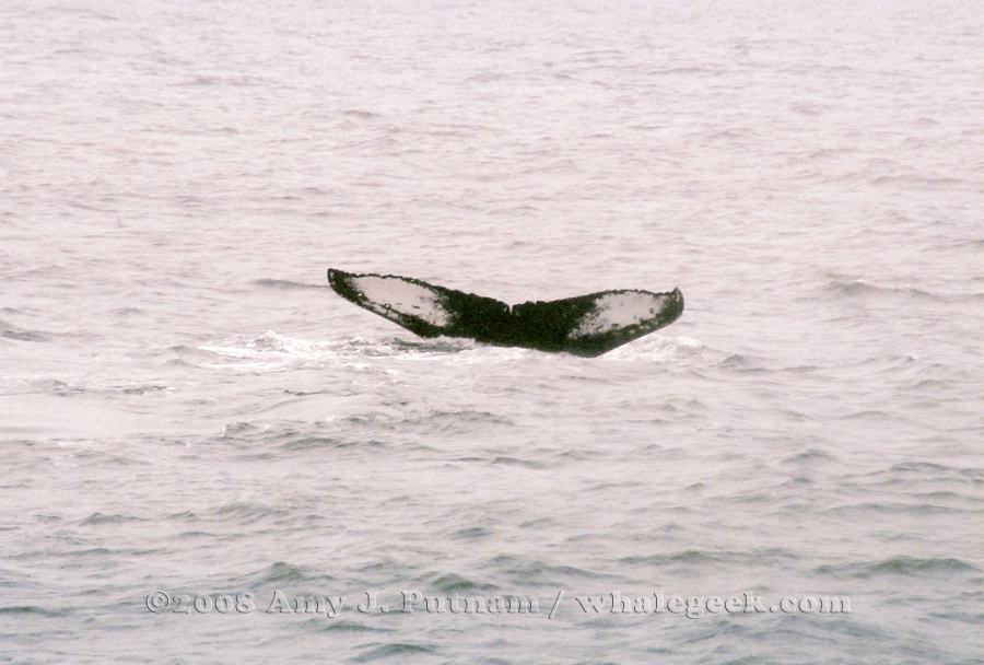 Zeppelin. Typically seen in the Great South Channel - unusual to see on Stellwagen Bank.; Has a notch on the dorsal fin which is the only remaining scar from a bad entanglement.Stellwagen Bank National Marine Sanctuary. 3 May 2008. From Gloucester MA with Capt Bill and Sons and The Whale Center of New England.