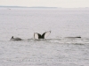 Center: Echo. On her left, her 08 calf. Stellwagen Bank National Marine Sanctuary. 5 October 2008. On Capt. Bill and Sons from Gloucester MA wth The Whale Center of New England.
