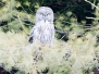 Great Grey Owl - 13 March 2017
